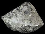 Pyrite Replaced Brachiopod (Paraspirifer) - Ohio #52696-1